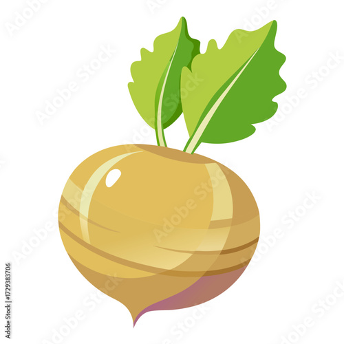 Illustration of a turnip vegetable root crop with green leaves for healthy eating and recipes