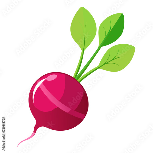 Fresh radish vegetable illustration, healthy eating, organic food, garden radish, root vegetable art