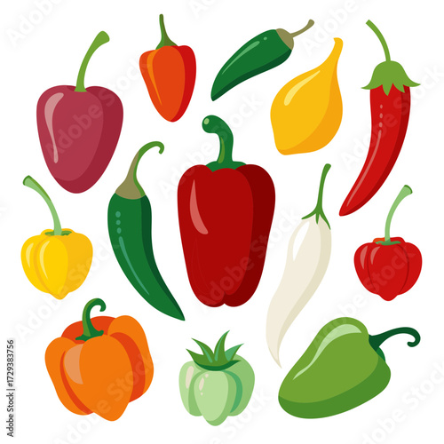 Colorful bell peppers and chili peppers vector illustration for healthy food and cooking designs