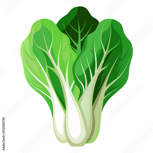 Fresh bok choy vegetable illustration for healthy eating and asian cuisine recipes and ingredients