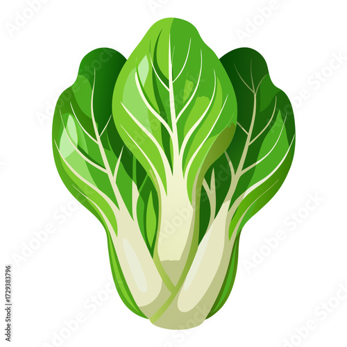 Bok choy vegetable illustration fresh healthy chinese cabbage vector cooking ingredient asian food