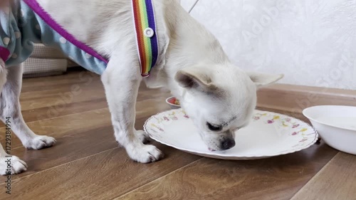 White chihuahua dog in rainbow harness eating food
