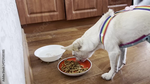 White dog eating kibble from a bowl at home