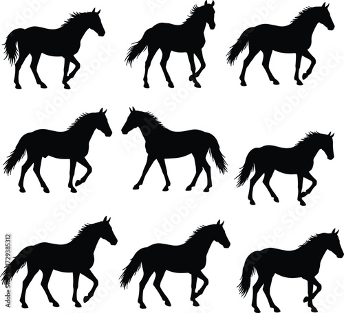 Elegant Black Horses On White