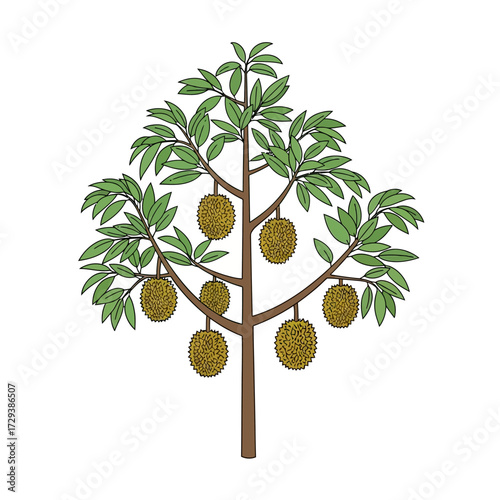 An illustrative depiction of a durian tree with ripe, spiky fruits hanging from its branches on a white background.
