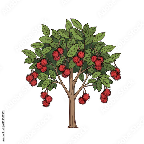A vibrant illustration of a rambutan tree with abundant ripe red fruit and lush green leaves, isolated on a white background.
