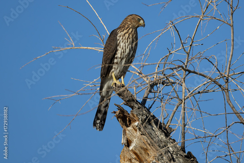 Male Cooper's Hawk Perched Looking for a meal
