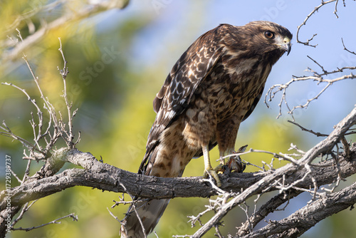 Red-Shoulder Hawk getting ready to eat its prey