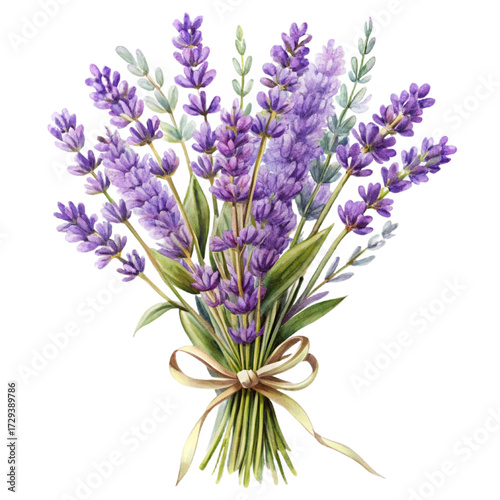 Lavender bunch with blooms, leaves, and a raffia tie. Isolated on black background