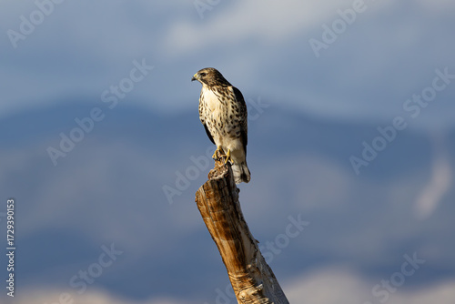 Broad-Winged Hawk Perched on stump