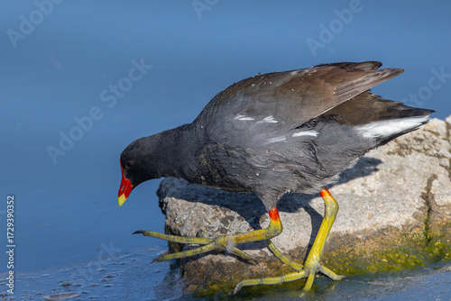Common Gallinule waterfowl searching for food