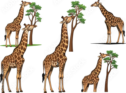 Giraffe illustration, wildlife vector, animal character, tree interaction, nature theme, feeding behavior, digital art, safari scene, stock image, anatomy study