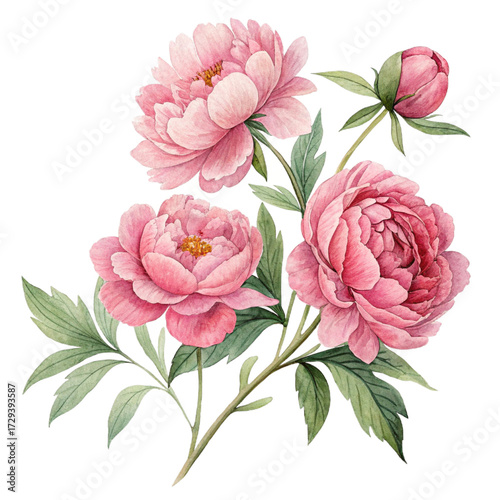 Pink peonies bloom with green leaves on a dark background. Floral botanical illustration
