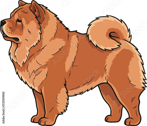 Chow Chow dog standing side profile view vector illustration
