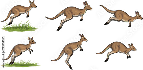 Kangaroo hop sequence, animal movement illustration, jumping stages, marsupial biomechanics, cartoon vector, silhouette poses, wildlife motion, grassland leap, animation study