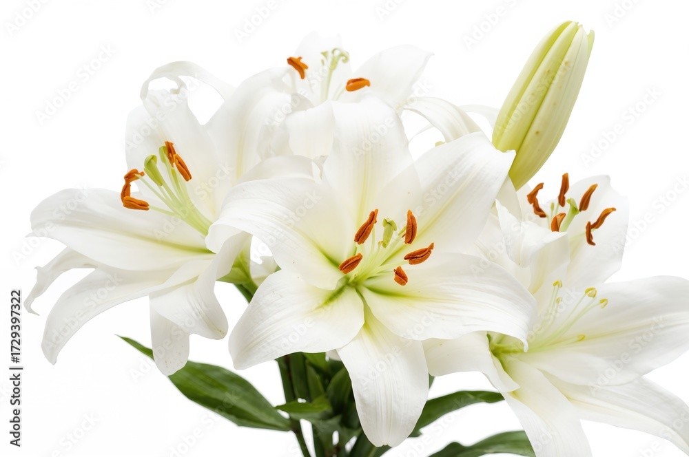 Naklejka premium Detailed close-up of white lilies against a plain white backdrop