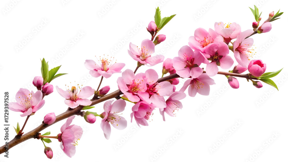 Obraz premium Beautiful peach blossom branch isolated on transparent background, showcasing delicate pink petals and vibrant green buds in a spring floral display