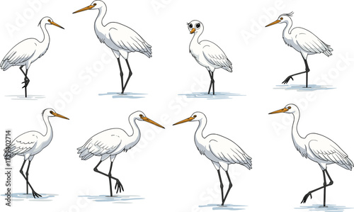 White heron cartoon set, walking and standing poses, shallow water, nature theme, vector bird illustration, elegant animal character, isolated background