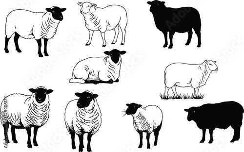 Set of black and white sheep illustrations in various poses, silhouette and textured wool style for farm, animal, and design use.