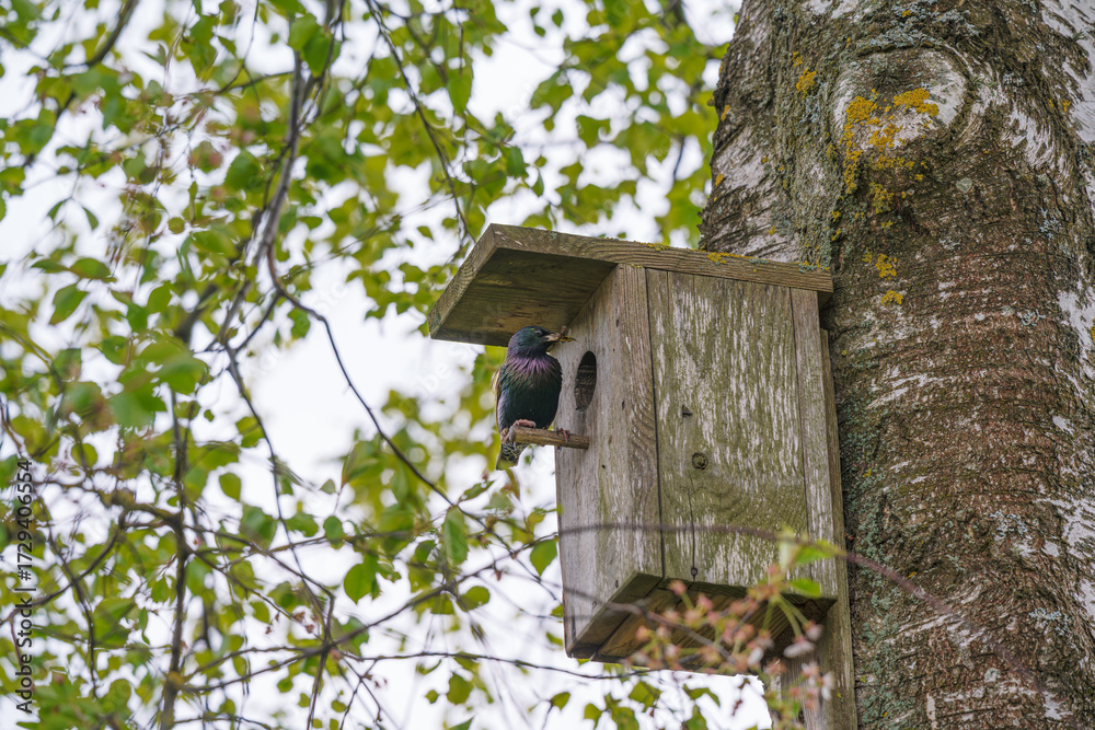 Naklejka premium house thrush in a birdcage feeding chicks