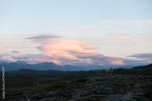 Schaf bei Sonnenuntergang in Island