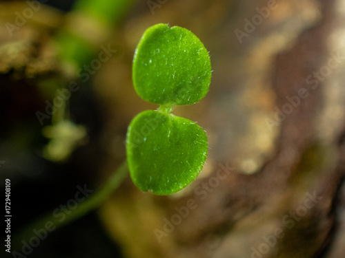 Sprout growing on ground