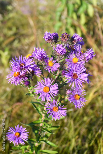 Bee pollinating New England Aster flowers