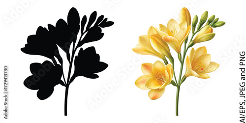 Yellow freesia flower silhouette and color image side-by-side botanical art vector