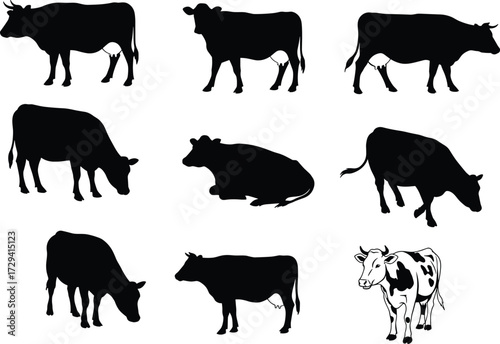 Set of cow illustrations in black silhouette and full-color style, ideal for farm animal vector design, clipart, and educational use.