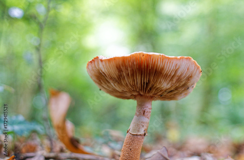 Gros plan sur un champignon dans une forêt à l'automne