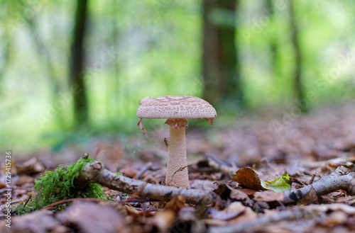 Gros plan sur un champignon dans une forêt à l'automne
