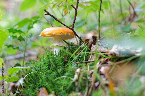 Gros plan sur un champignon dans une forêt à l'automne