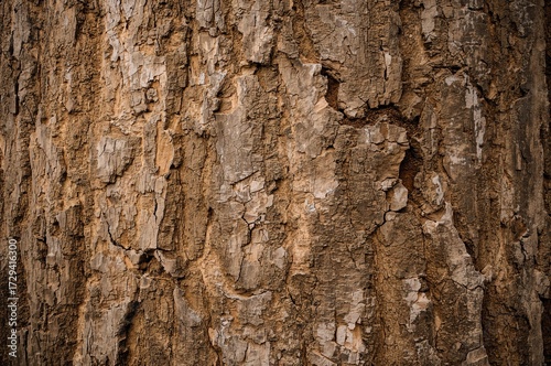 Natural cracked pattern on a brown tree bark texture