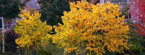 Eastern Redbud, (Cercis canadensis).  Admired for its romantic heart-shaped foliage and beautiful golden color in the fall evokes a painterly impressionistic feel in late autumn