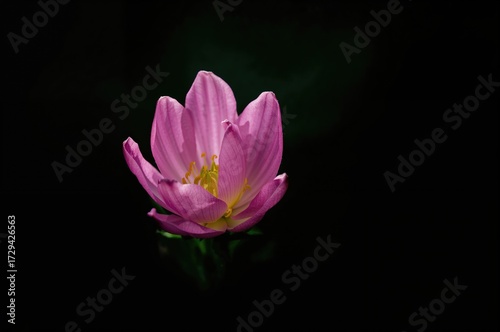 Detailed view of a pink gillyflower blossom against a black backdrop