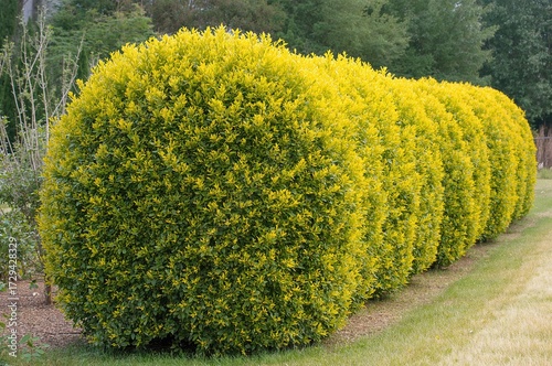 Trimmed hedge of golden privet, Ligustrum ovalifolium 'Aureum'