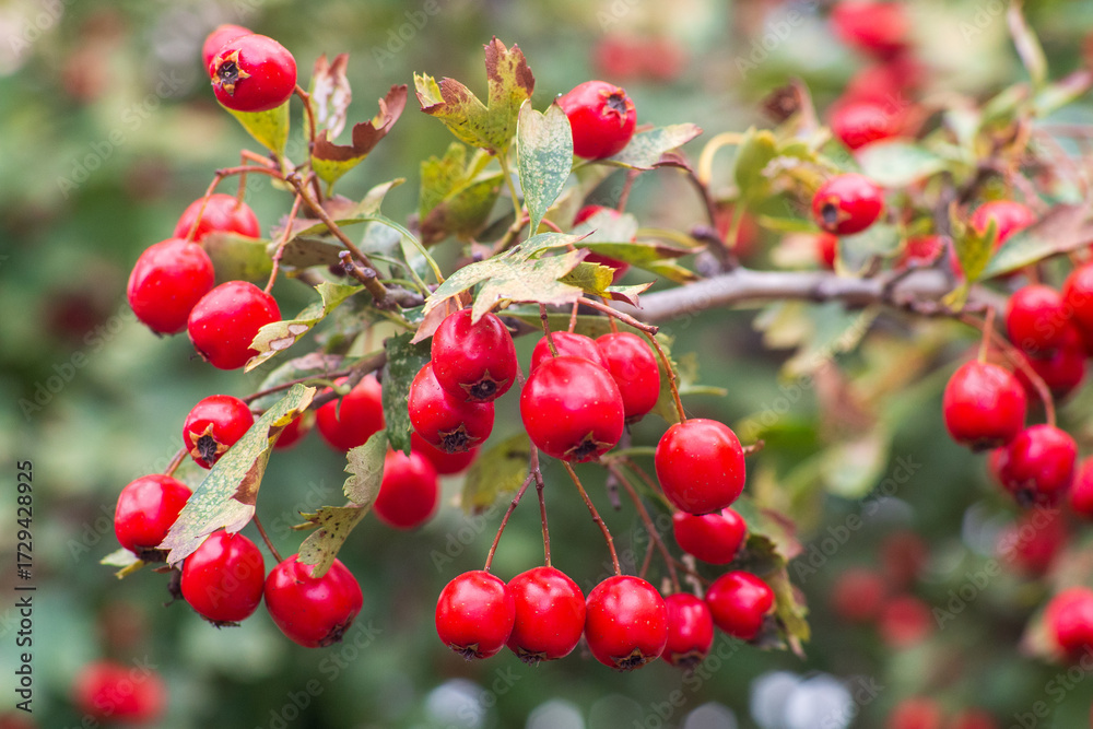 Fototapeta premium Hawthorn berries, blood-red hawthorn (Crataegus sanguinea)