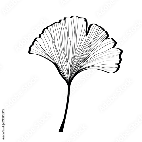 Ginkgo biloba leaves sketch. Decorative sceleton leaf. Vector hand drawn illustration. Minimal line art style.