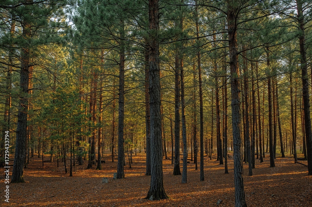 Fototapeta premium A thick woodland of pine trees in fall