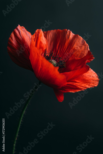 red poppy on black background