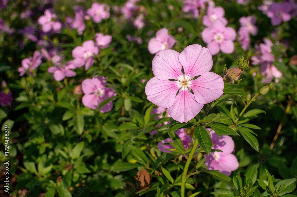 Fototapeta premium Vibrant Pink Phlox in Full Bloom