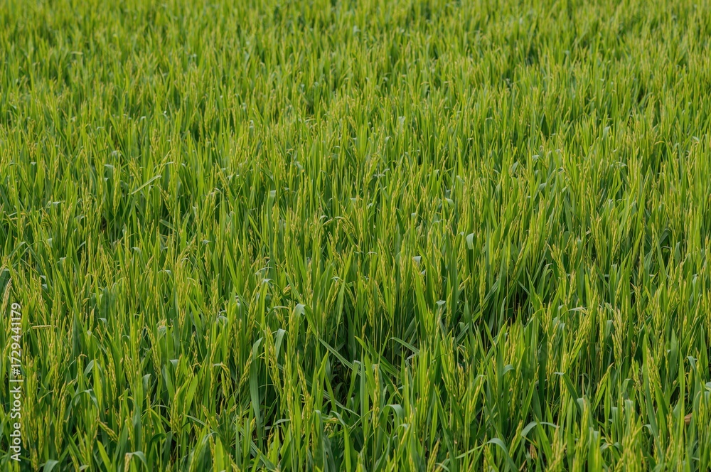 Obraz premium Organic rice cultivation is increasing as more individuals choose to grow it at home for family meals and sales due to its chemical-free safety and high quality.