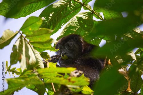 Mantled howler monkey in National park Cahuita in the East Costa Rica seating on a tree branch and eating a leaf