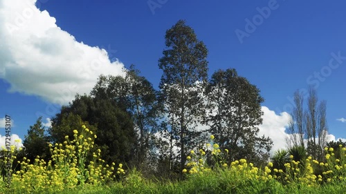 Natural landscape. Yellow flowers in the foreground (ragwort), trees in the background (eucalyptus, laurel, poplars) under a blue sky with beautiful white clouds in timelapse. Summer scenery.