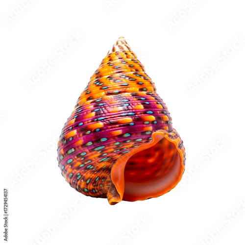 Exotic tropical seashell isolated on white background