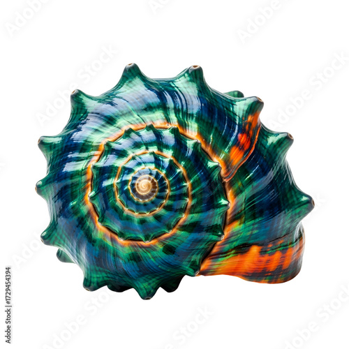 Exotic tropical seashell isolated on white background