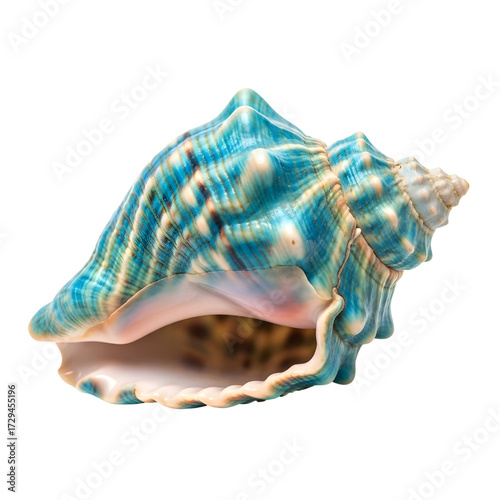 Exotic tropical seashell isolated on white background
