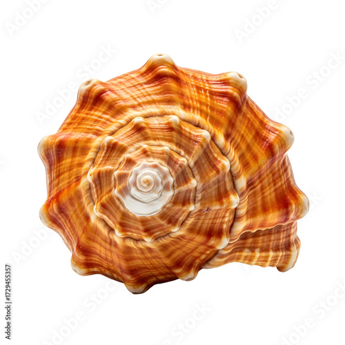 Exotic tropical seashell isolated on white background
