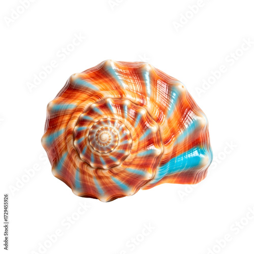 Exotic tropical seashell isolated on white background
