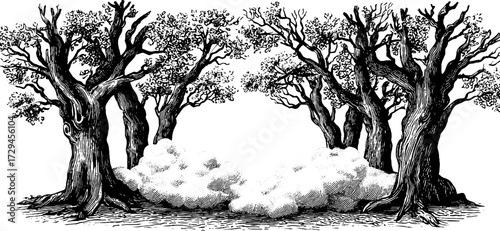 Enchanted forest scene with trees and mist in vintage hand drawn style